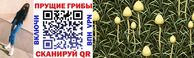 darknet клад  Знаменск  Псилоцибиновые грибы ЛСД 